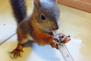 W finlandii rannego samego belchonoka odwołał się do vetlik